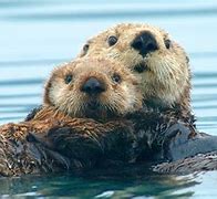 Image result for Northern Sea Otter