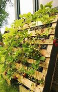 Image result for DIY Vertical Vegetable Gardening Ideas