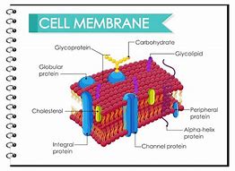 Image result for Cell Cartoons Biology