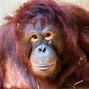 Image result for Bring an Apes