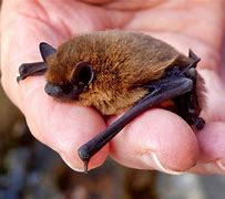 Image result for Smallest Bat Species