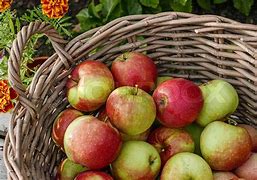 Image result for Apple Harvest Whimple