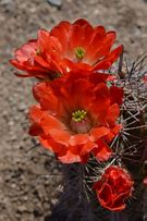 Image result for High Desert Wildflowers