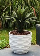 Image result for Indoor Potted Plants