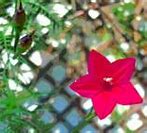 Image result for Cypress Vine