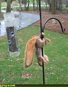 Image result for Squirrel Bad Day