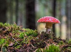 Image result for agaric�cel