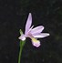 Image result for Pogonia ophioglossoides
