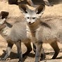 Image result for Bat-Eared Fox