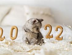 Image result for Cat New Year Resolutions