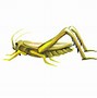 Image result for Transparent Cricket Bug