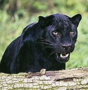 Image result for German Panther