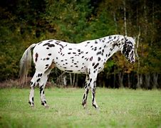 Image result for Appaloosa Horse Pictures Free