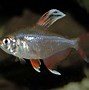 Image result for hyphessobrycon_bentosi