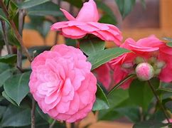 Image result for Camellia jap. Mrs. Tingley