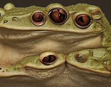 Image result for Frog and Toad