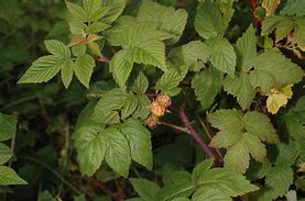 Image result for Rubus idaeus Octavia
