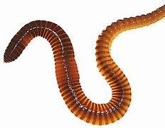 Image result for Worm Clip Art Free