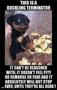 Image result for Killer Dog Meme