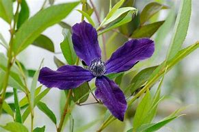 Image result for RHS Pruning Clematis