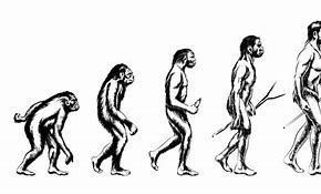 Image result for Evolution Drawing
