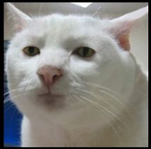 Image result for White Cat Head Meme