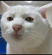 Image result for Ugly Funny Cat PFP