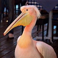 Image result for Pink Pelican Images Grooming