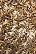 Image result for Live Mealworms