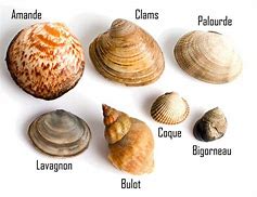 Image result for Differents Coquillage