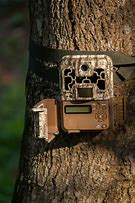 Image result for Mountain Forest Watch Camera