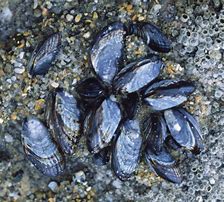 Image result for California Mussel Trochophore