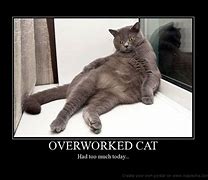 Image result for Overworked Cat Meme