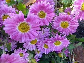 Résultat d’images pour Chrysanthemum Corinna (Indicum-Group)
