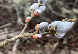 Image result for Pussy Willow Plant
