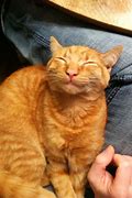Image result for Sly Face Cat Smile