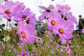 Image result for Front Lawn Cosmos Pink Flowers