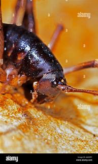 Image result for Cave Crickets Nest