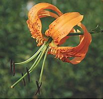 Image result for Lilium henryi