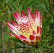 Image result for Protea Repens