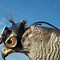 Image result for Peregrine Falcon Hunting