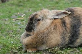 Image result for Rabbit Dewlap