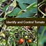 Image result for Identifying Tomato Diseases