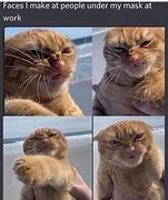 Image result for Angry Cat Face Meme