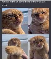 Image result for Annoyed Cat Meme