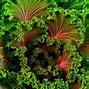 Image result for Colorful Vegetables Food Store