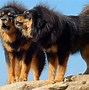 Image result for Cool Big Dogs