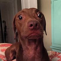 Image result for Dog Derp Face