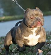 Image result for Bat Ears American Bully