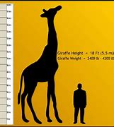 Image result for Things That Are 6 Meters Tall